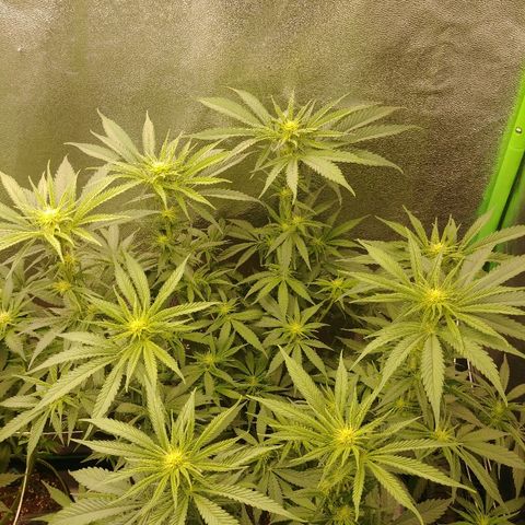 Blackberry Meatbreath A growlog timeline photo