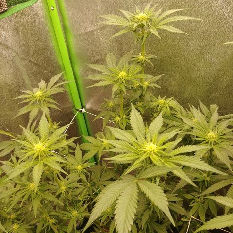 Blackberry Meatbreath B growlog timeline photo