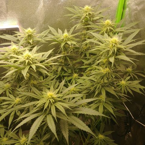 Blackberry Meatbreath A growlog timeline photo