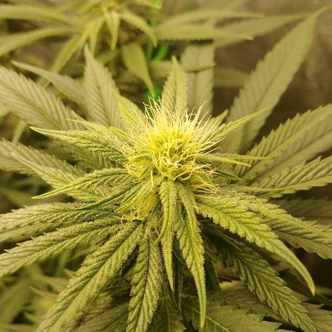 Blackberry Meatbreath A growlog timeline photo