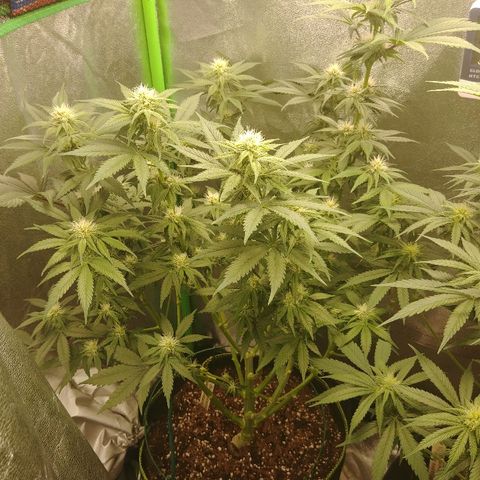 Blackberry Meatbreath B growlog timeline photo