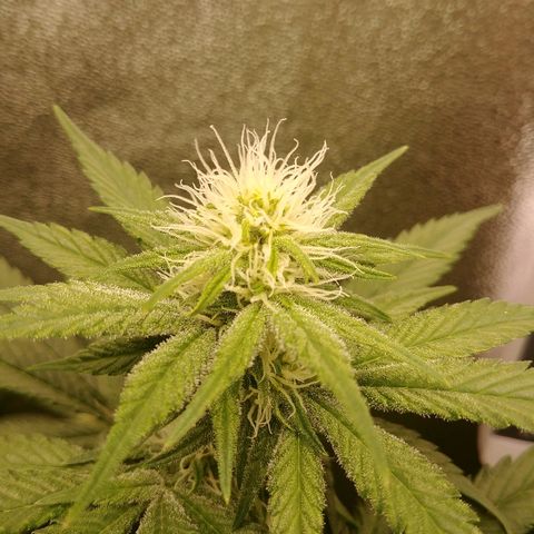 Blackberry Meatbreath B growlog timeline photo