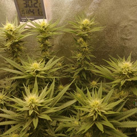 Blackberry Meatbreath A growlog timeline photo