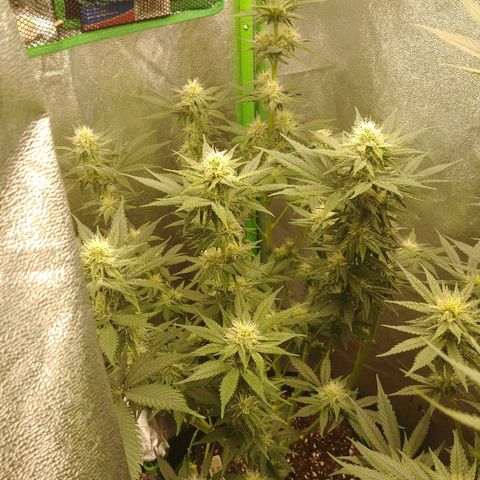 Blackberry Meatbreath B growlog timeline photo