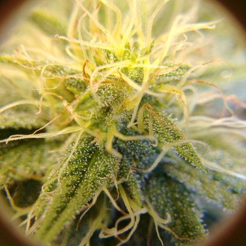 Blackberry Meatbreath A growlog timeline photo