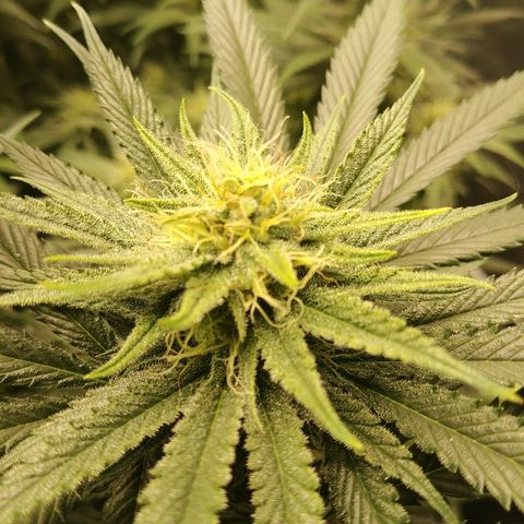 Blackberry Meatbreath A growlog timeline photo