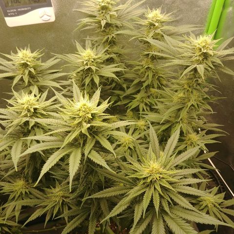 Blackberry Meatbreath A growlog timeline photo