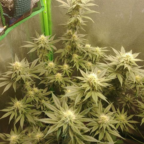 Blackberry Meatbreath B growlog timeline photo