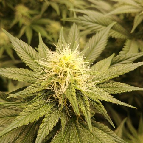 Blackberry Meatbreath B growlog timeline photo
