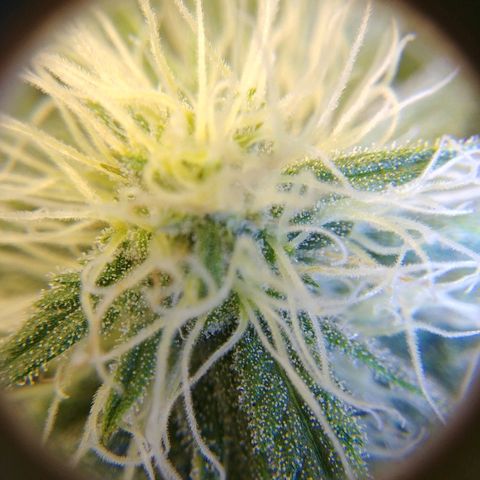 Blackberry Meatbreath B growlog timeline photo
