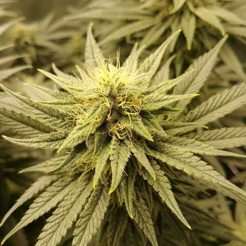 Blackberry Meatbreath A growlog timeline photo
