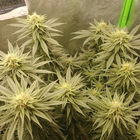 Blackberry Meatbreath A growlog timeline photo