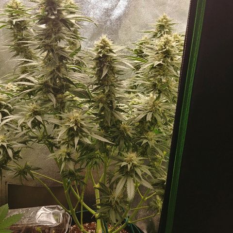 Blackberry Meatbreath A growlog timeline photo