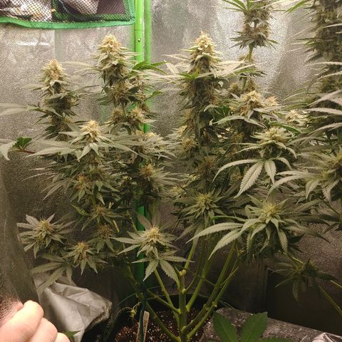 Blackberry Meatbreath B growlog timeline photo