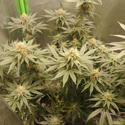 Blackberry Meatbreath B growlog timeline photo