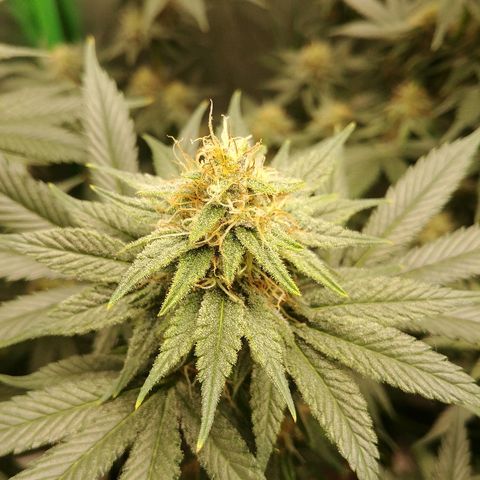 Blackberry Meatbreath B growlog timeline photo