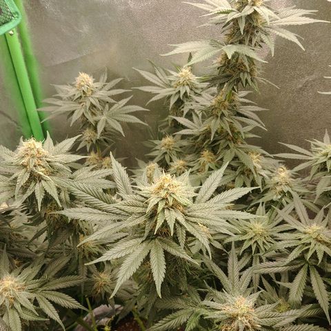 Blackberry Meatbreath B growlog timeline photo