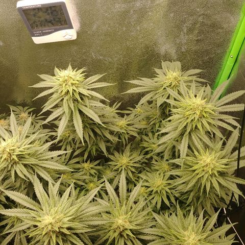 Blackberry Meatbreath A growlog timeline photo