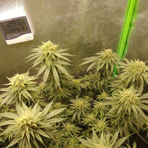 Blackberry Meatbreath A growlog timeline photo