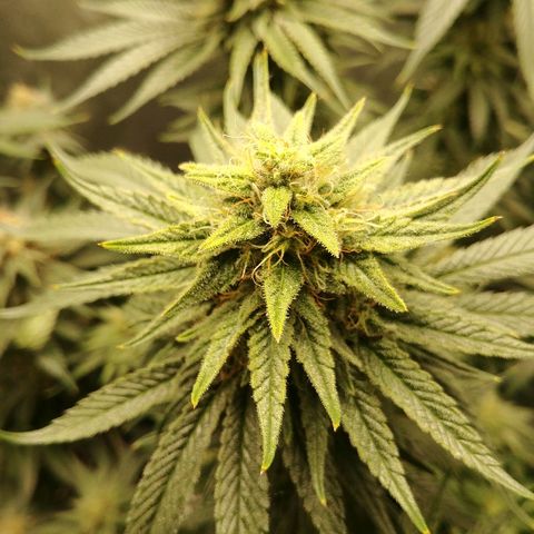 Blackberry Meatbreath A growlog timeline photo