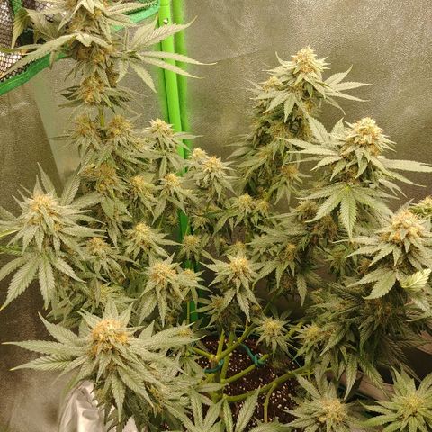 Blackberry Meatbreath B growlog timeline photo