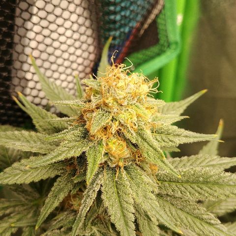Blackberry Meatbreath B growlog timeline photo