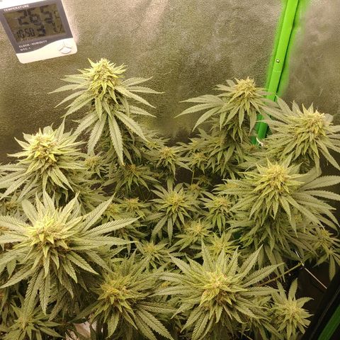 Blackberry Meatbreath A growlog timeline photo