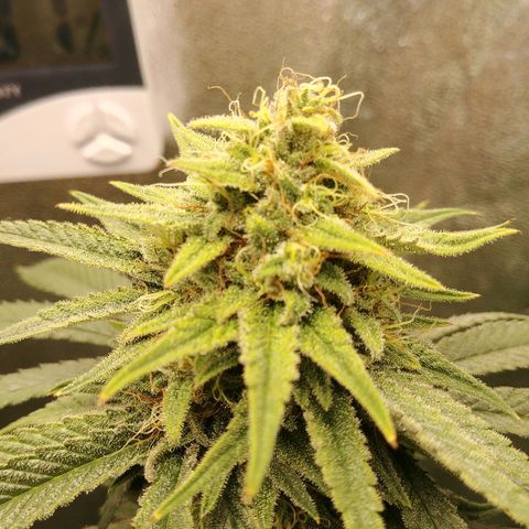 Blackberry Meatbreath A growlog timeline photo