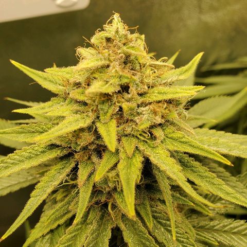 Blackberry Meatbreath A growlog timeline photo