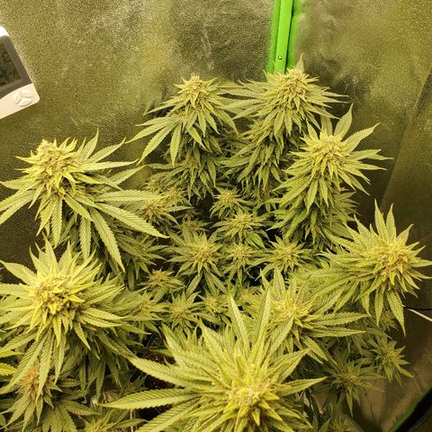 Blackberry Meatbreath A growlog timeline photo