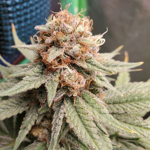 Blackberry Meatbreath B growlog timeline photo