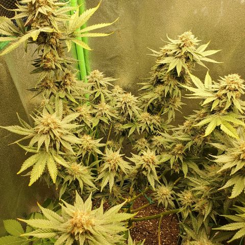 Blackberry Meatbreath B growlog timeline photo