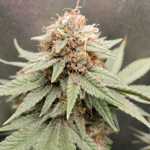 Blackberry Meatbreath B growlog timeline photo