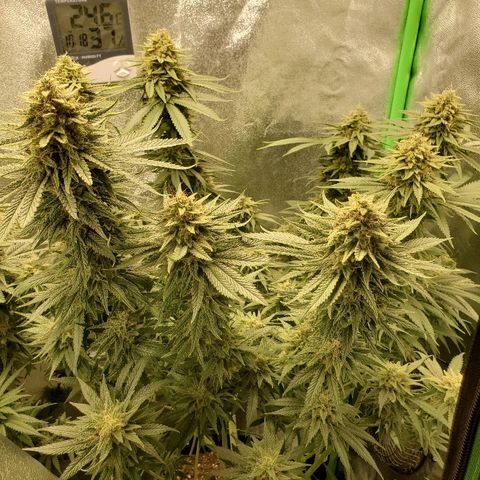 Blackberry Meatbreath A growlog timeline photo