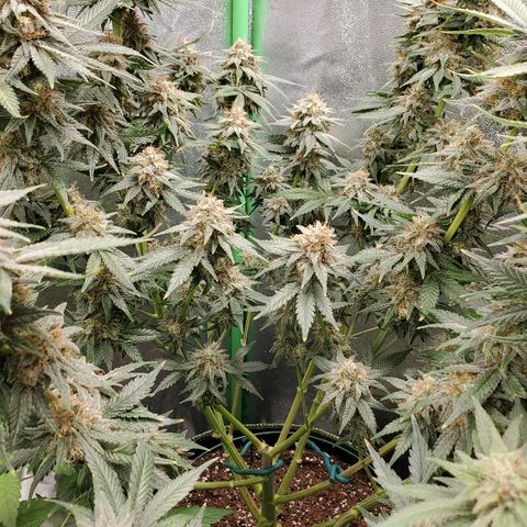 Blackberry Meatbreath B growlog timeline photo