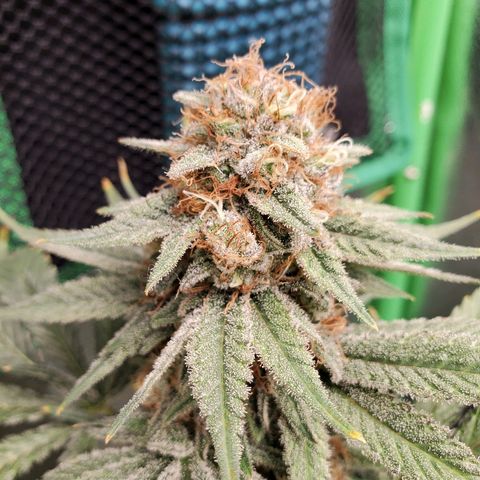 Blackberry Meatbreath B growlog timeline photo