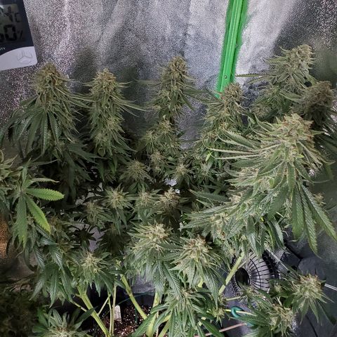 Blackberry Meatbreath A growlog timeline photo