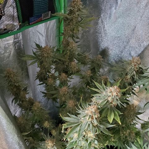 Blackberry Meatbreath B growlog timeline photo