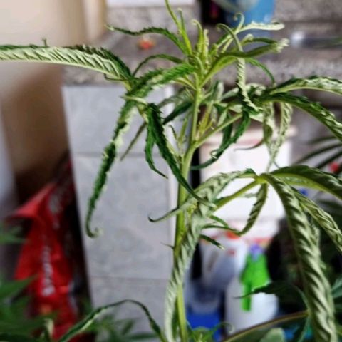 Genética desconhecida growlog photo: Recuperando de uma alta no ph.
