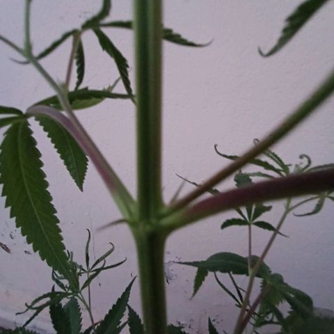 Genética desconhecida growlog photo: Dia que descobri o sexo 
Menina 