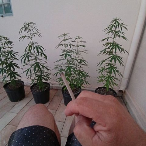 Genética desconhecida growlog photo: Dia que descobri o sexo 
Menina 
