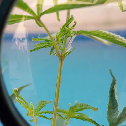 Genética desconhecida growlog photo: Dia que descobri o sexo 
Menina 
