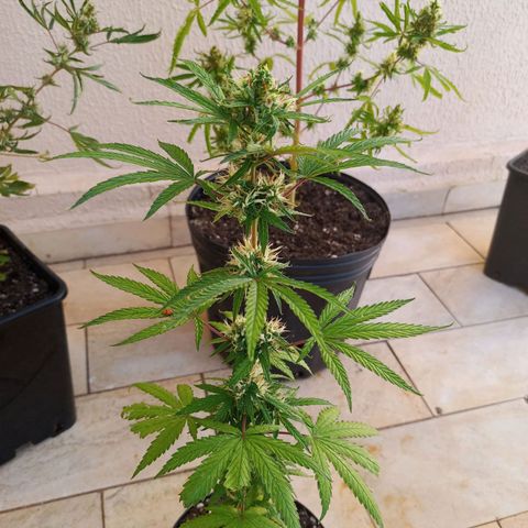Genética desconhecida growlog timeline photo