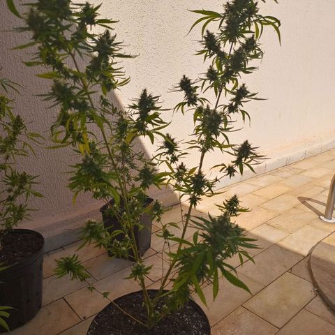Genética desconhecida growlog timeline photo