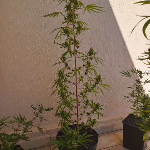 Genética desconhecida growlog timeline photo