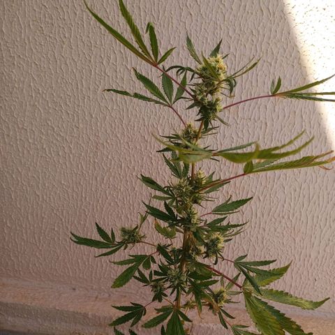 Genética desconhecida growlog timeline photo