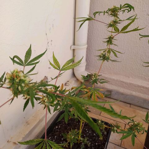 Genética desconhecida growlog timeline photo