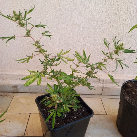 Genética desconhecida growlog timeline photo