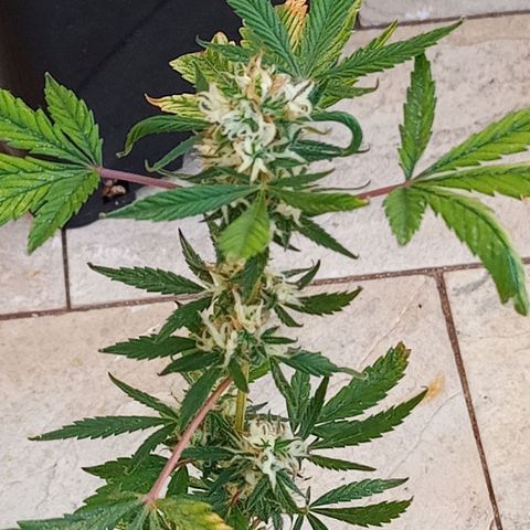 Genética desconhecida growlog timeline photo