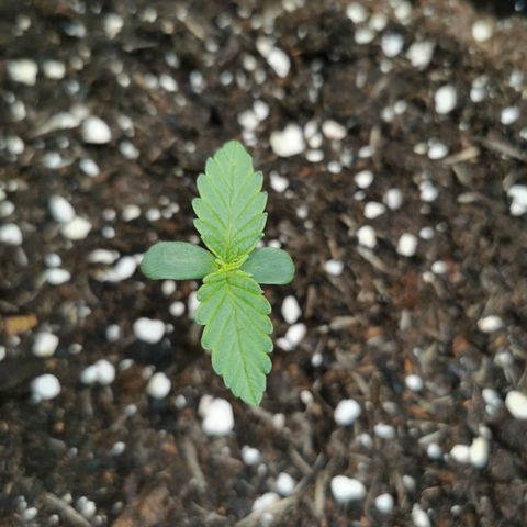 Robocrop growlog timeline photo